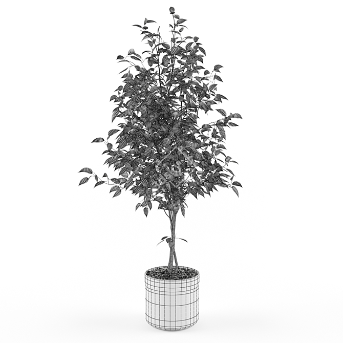 Stunning Ficus Plant: Ficus_002 3D model image 3