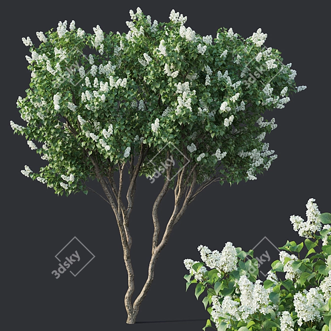 Luscious Lilac Tree - 390cm 3D model image 1