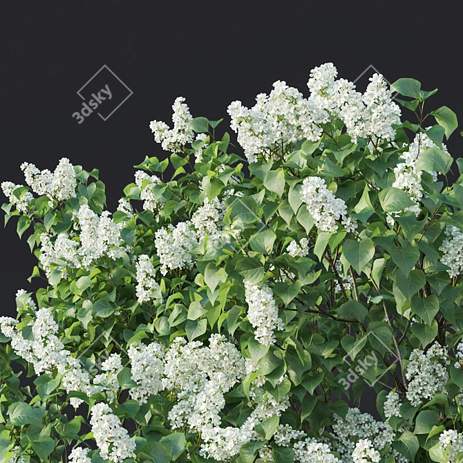 Luscious Lilac Tree - 390cm 3D model image 2