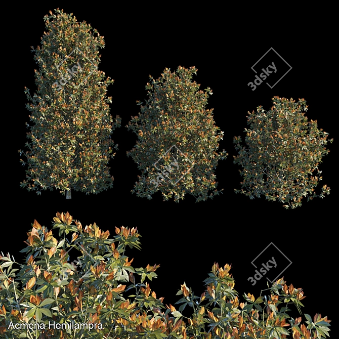 Striking Acmena Hemilampra Bush 3D model image 1