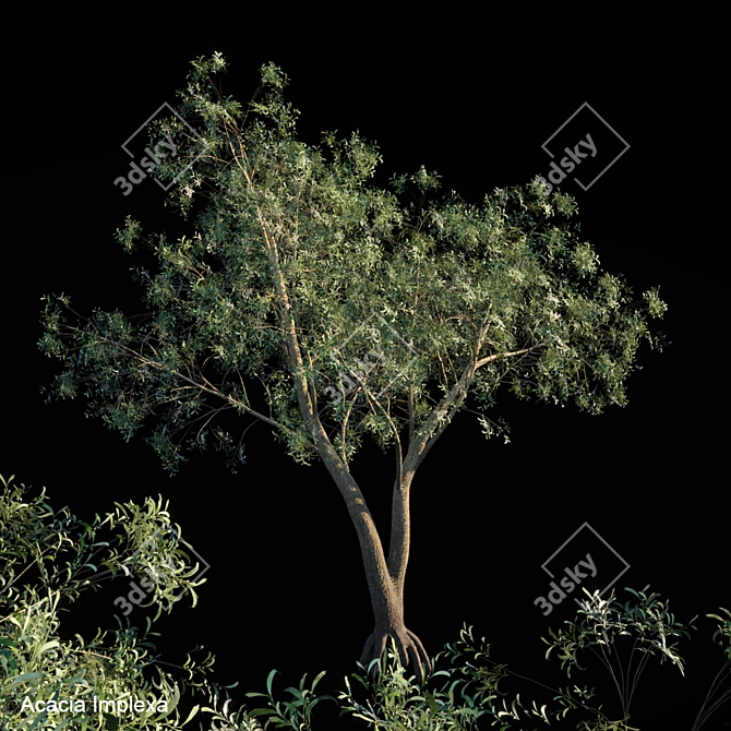 Giant Acacia Tree 3D model image 1