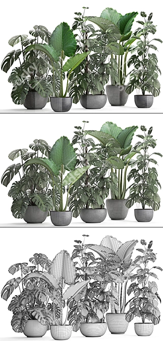 Exotic Indoor Plant Collection 3D model image 3