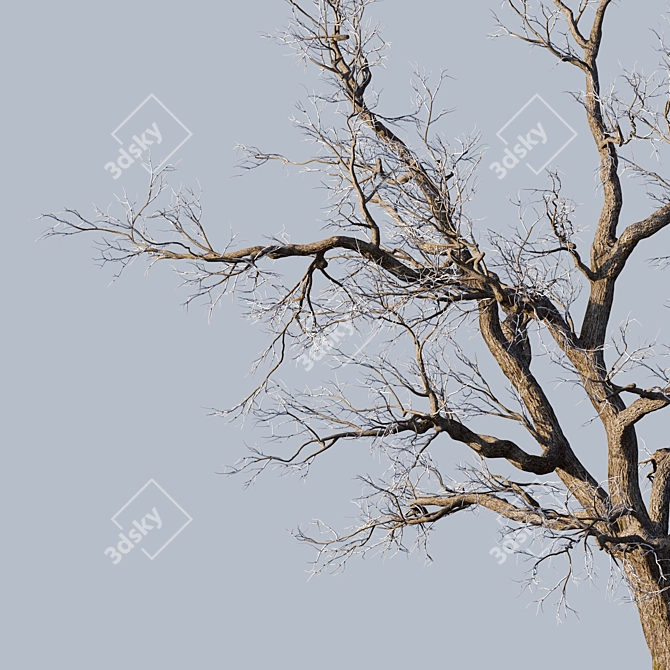 Chilled Oak Timber 3D model image 3