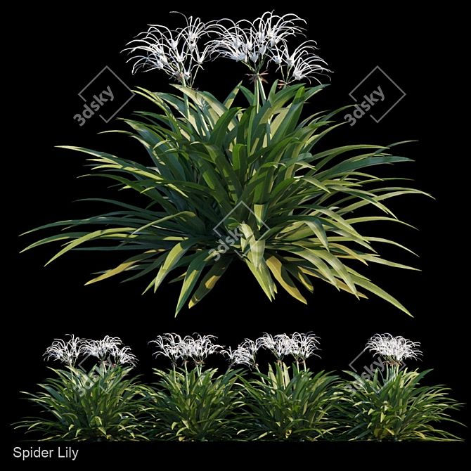 4-in-1 Spider Lily Set 3D model image 1