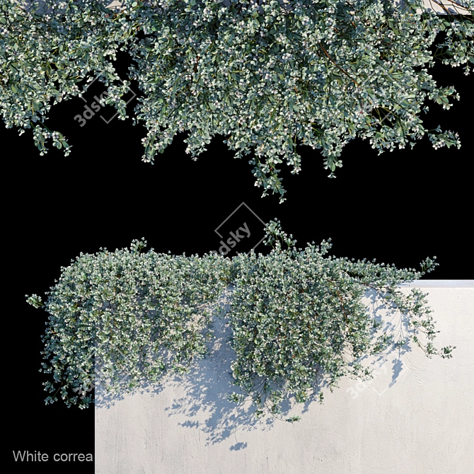 Snowy Correa Creeper 3D model image 1