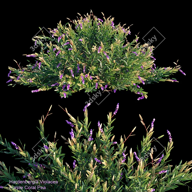 Vibrant Purple Coral Pea 3D model image 1