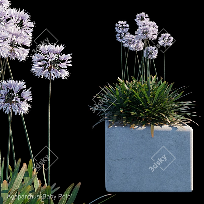 Title: Agapanthus 'Baby Pete' Bush 3D model image 1