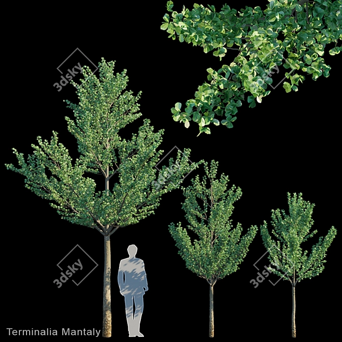 Mantaly Woods Terminalia Extract 3D model image 1