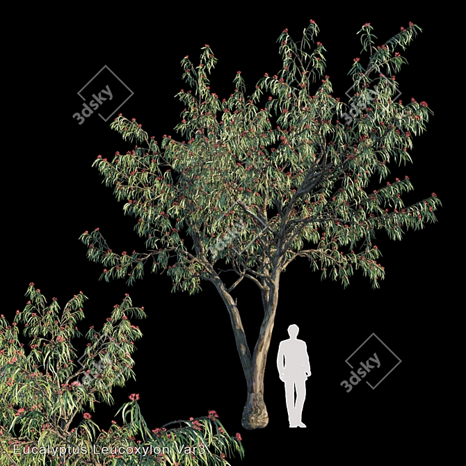 Eucalyptus Leucoxylon: Vibrant and Versatile 3D model image 1