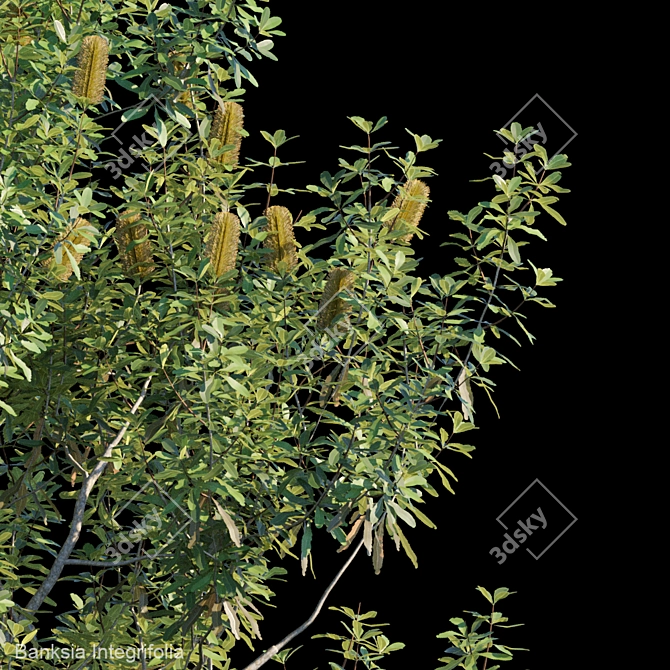 Evergreen Banksia Integrifolia: Perfect Addition to your Garden! 3D model image 2