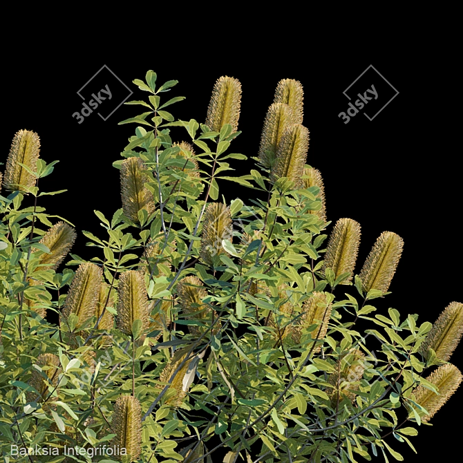 Evergreen Banksia Integrifolia: Perfect Addition to your Garden! 3D model image 3