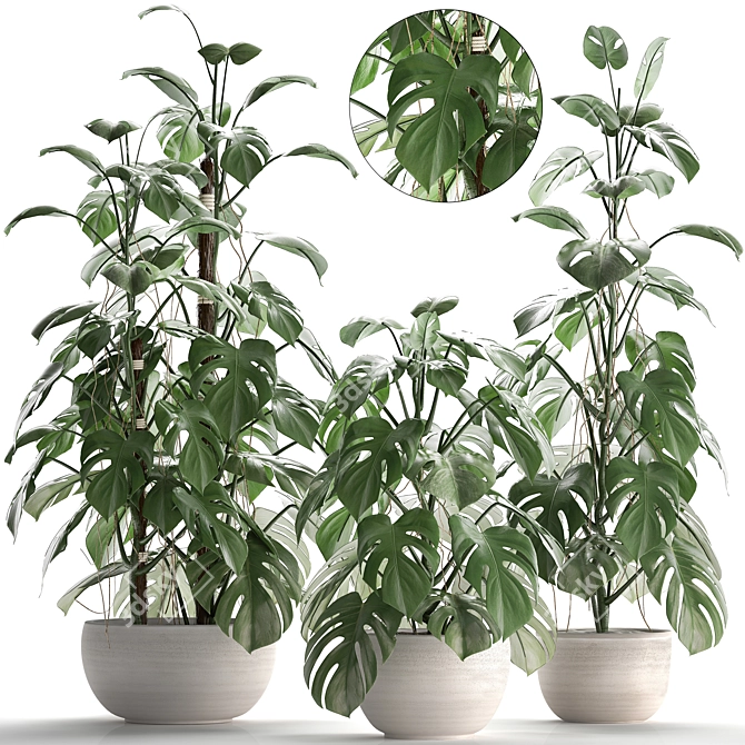 Exotic Monstera Plant in White Pot 3D model image 1