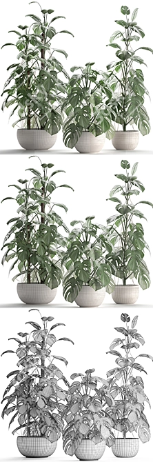 Exotic Monstera Plant in White Pot 3D model image 3