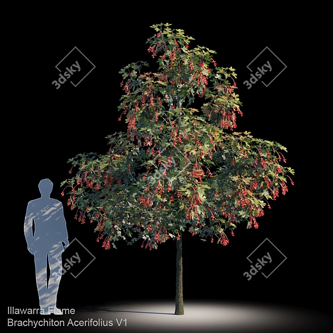 Evergreen Mapleleaf Tree - Brachychiton Acerifolius V1 3D model image 1