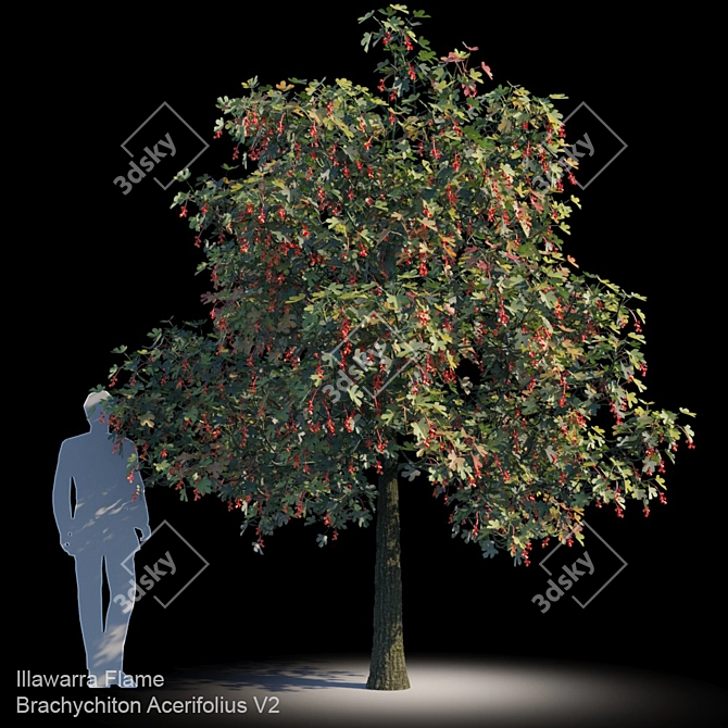 Evergreen Brachychiton Acerifolius V2 3D model image 1