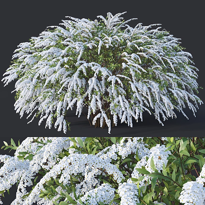 Grefsheim Spirea: Versatile & Stunning 3D model image 1