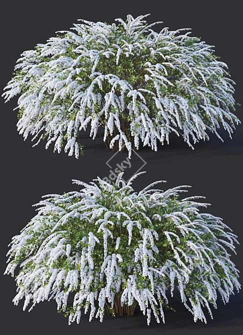 Grefsheim Spirea: Versatile & Stunning 3D model image 2