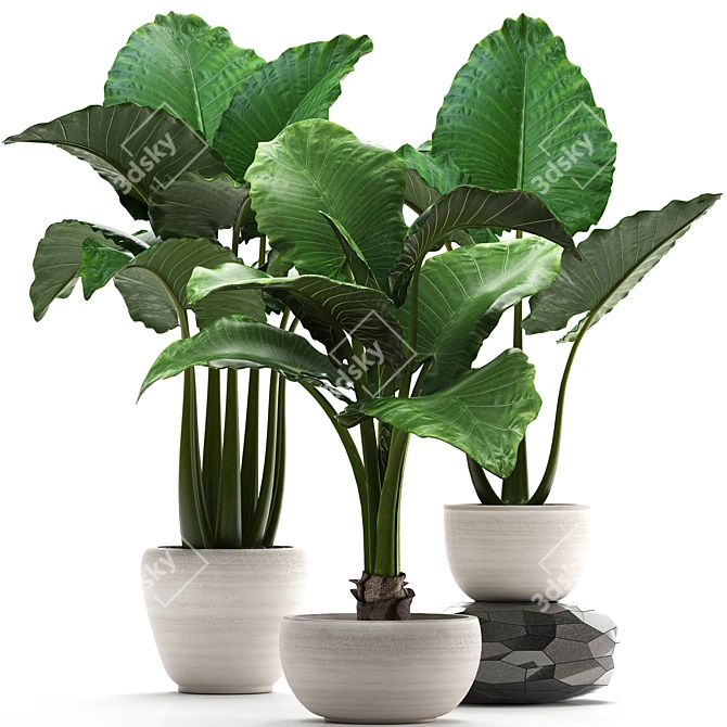 Exotic White Pot Alocasia 3D model image 1