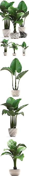 Exotic White Pot Alocasia 3D model image 2