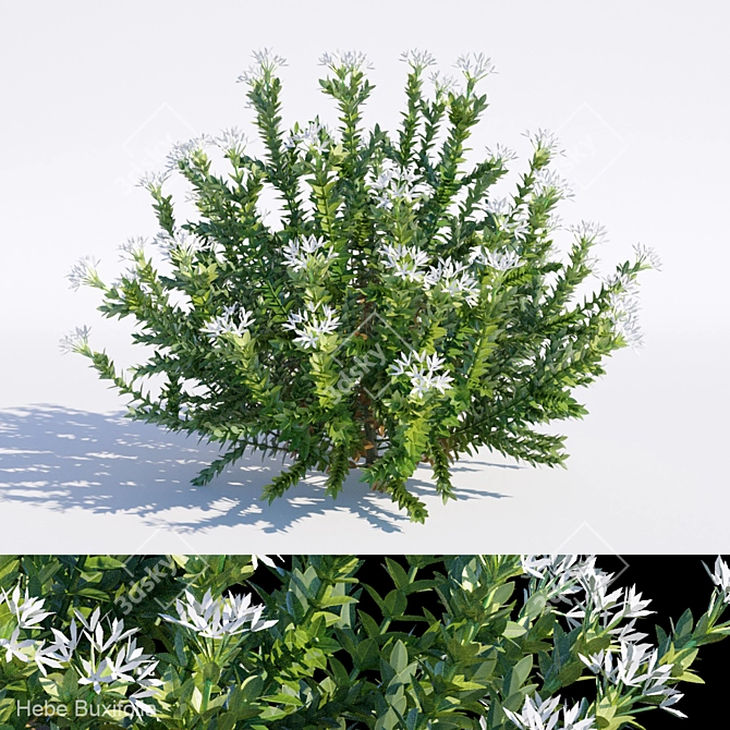 Evergreen Hebe Buxifolia Bush 3D model image 1