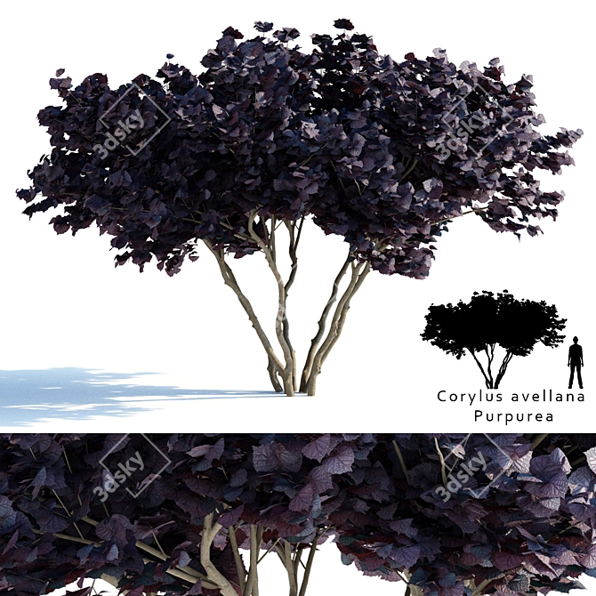 Purple Filbert Shrub | Corylus avellana Purpurea 3D model image 1