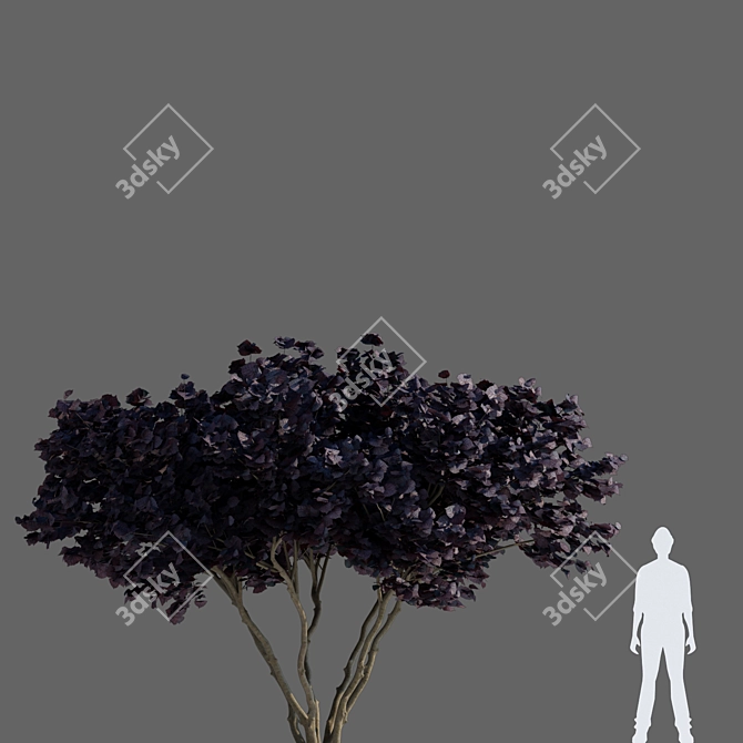 Purple Filbert Shrub | Corylus avellana Purpurea 3D model image 3