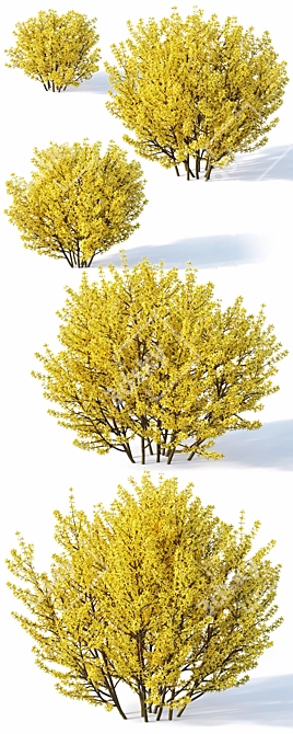 Lush Forsythia Bush Collection 3D model image 2