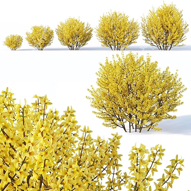 Lush Forsythia Bush Collection 3D model image 3