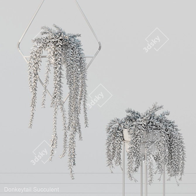 Donleytail: Hanging Burrostail Succulent 3D model image 2