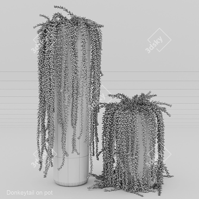 Stylish Donkeytail in Pot 3D model image 2