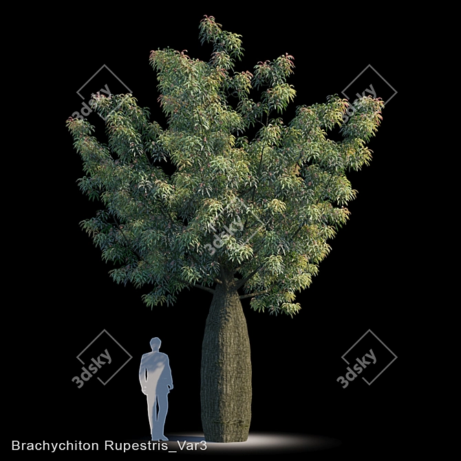 Drought-Resistant Brachychiton Tree 3D model image 1