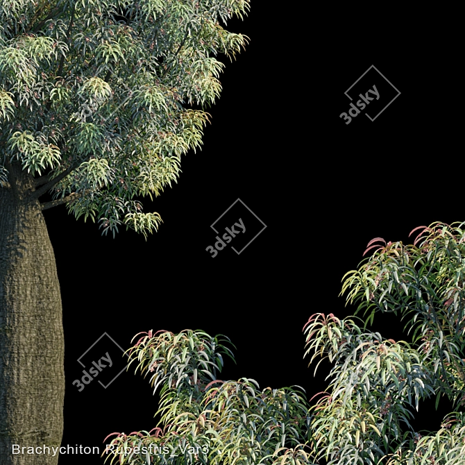 Drought-Resistant Brachychiton Tree 3D model image 2