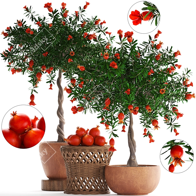 Blooming Pomegranate Tree with Fruits 3D model image 1
