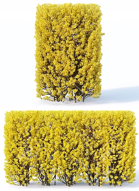 Versatile Forsythia Hedge: 180cm Height 3D model image 2