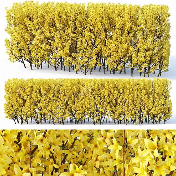 Forsythia Hedge - 120 cm 3D model image 1