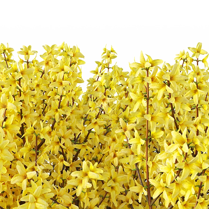 Forsythia Hedge - 120 cm 3D model image 2