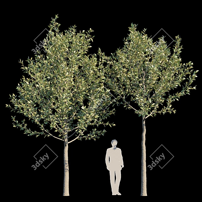 Urban Oasis: Street Tree 3 3D model image 1