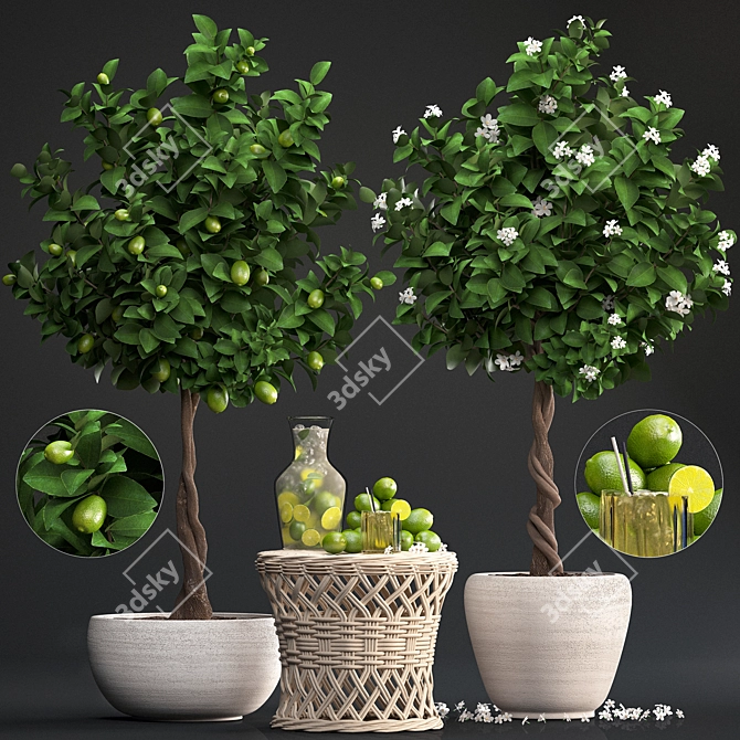 Fresh Citrus Lime Plant Collection 3D model image 1