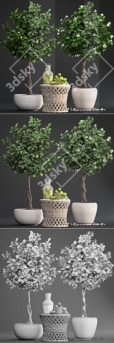 Fresh Citrus Lime Plant Collection 3D model image 3