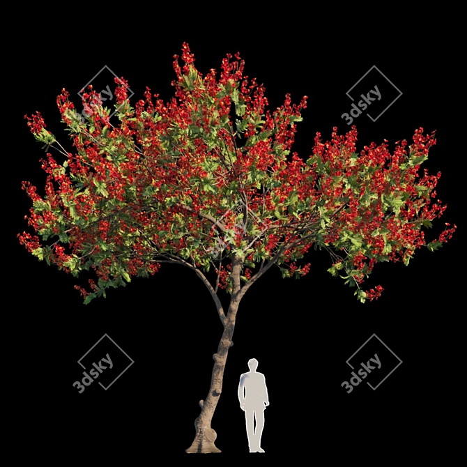 Regal Flamboyant Tree | Delonix Regia 3D model image 1
