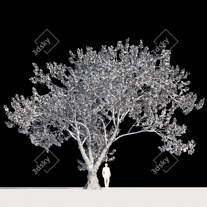 Exquisite Delonix Regia: Flamboyant Tree 3D model image 2