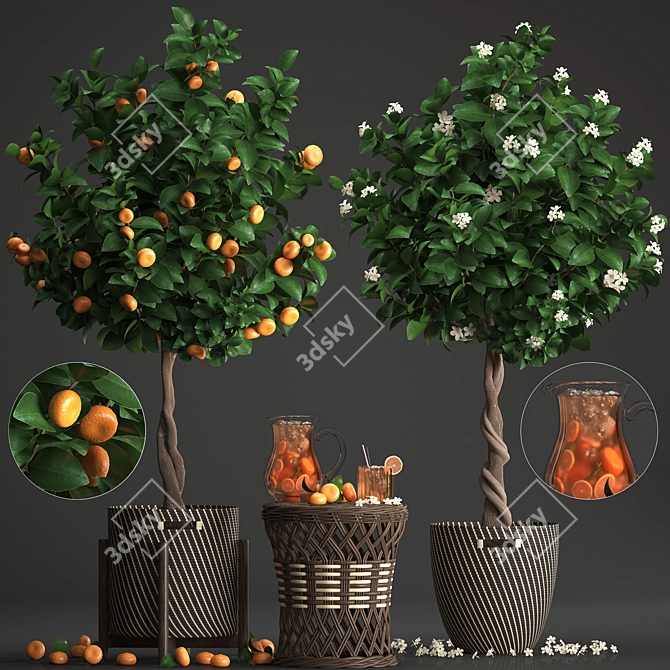 Mandarin Citrus Collection 3D model image 1