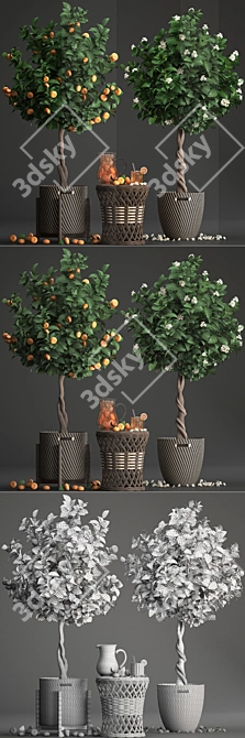 Mandarin Citrus Collection 3D model image 3