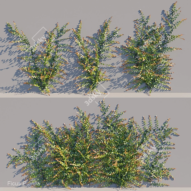 Versatile Ficus Pumila Climber: A Green Wonder! 3D model image 1