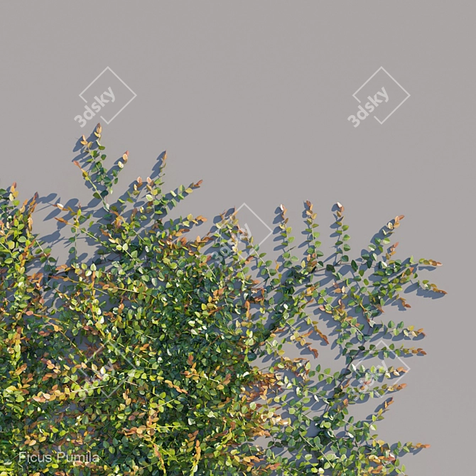 Versatile Ficus Pumila Climber: A Green Wonder! 3D model image 2