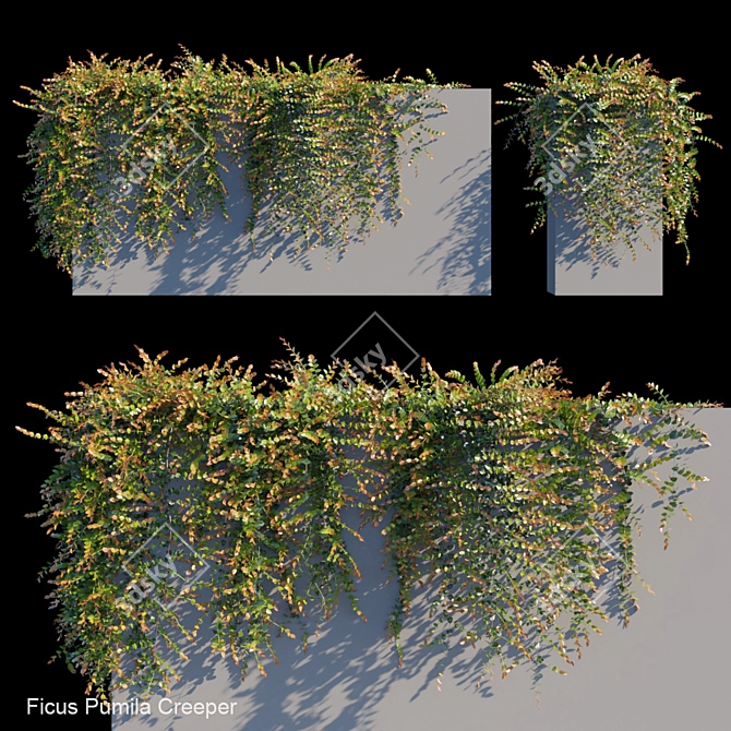 Versatile Ficus Pumila: Russian Translation Available 3D model image 1