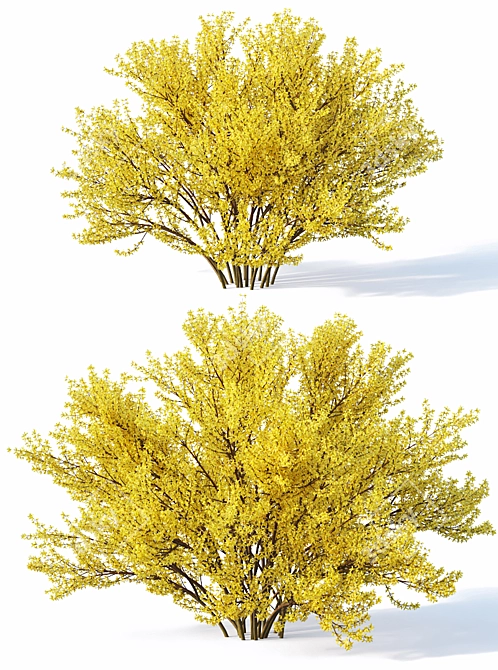 Full Bloom Forsythia Bush, 220-260cm 3D model image 2