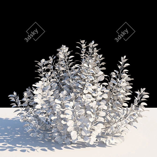  Majestic Purple Smoke Tree 3D model image 2