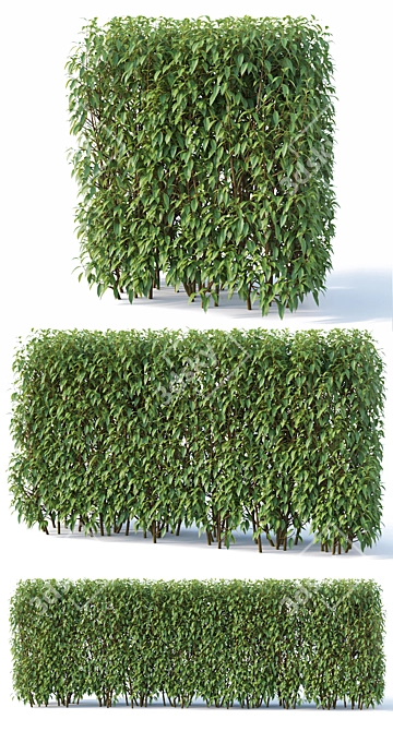 Forsythia Hedge Collection 3D model image 2