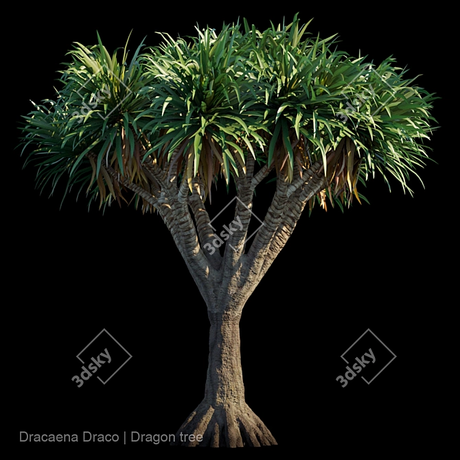 Majestic Draco Dragon Tree 3D model image 1